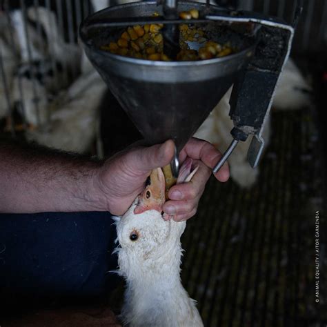 New images expose force-feeding of ducks for foie gras