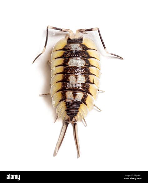 Giant Spanish Isopod, Porcellio expansus, isolated on white Stock Photo ...