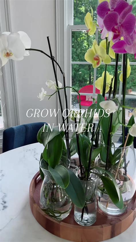 Growing Orchids in Water: Simple Tips for Thriving Plants