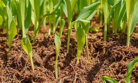 Monocots 的图像结果