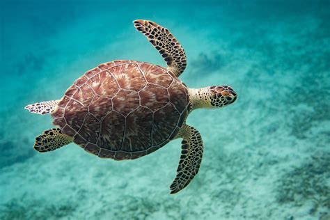 How Do Green Sea Turtles Adapt to Their Environment?