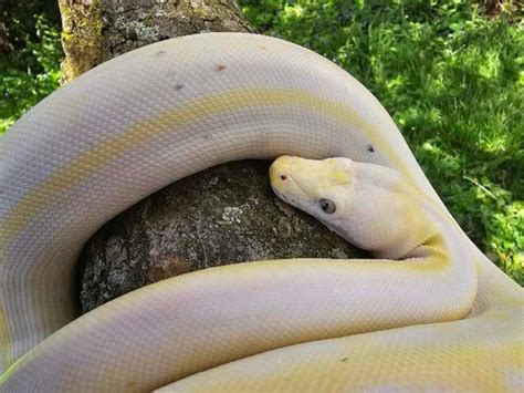 Image result for Sun Tiger Cow Reticulated Python