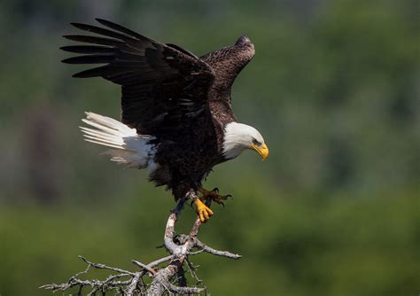 Eagle Symbolism: Guide To Their Spiritual Meaning | Simply Symbolism