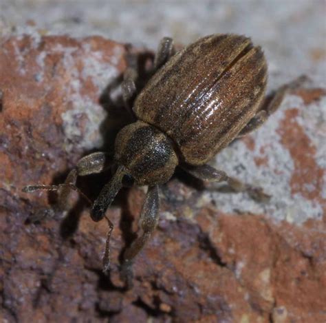 28 Different Types of Weevils With Pictures