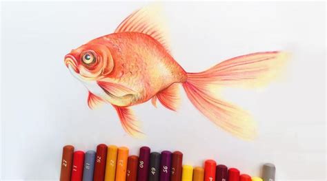成人美术|高考季，梦见鲤鱼学业有成哦 ，彩铅绘画教程 - 知乎
