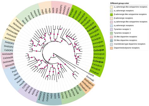 Molecular and Pharmacological Characterization of β-Adrenergic-like ...