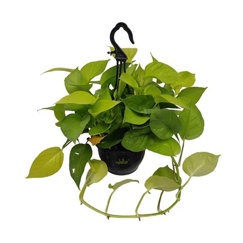 SENECIO Neon Epipremnum Aureum Pothos Variegated Leaf Ornamental Air ...