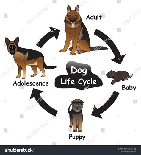 Dog Life Cycle Infographic Diagram Showing Stock Vector (Royalty Free ...