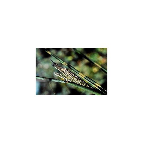 Buy Zebra Grass Variegated Maiden Grass Miscanthus Sinensis Zebrinus ...