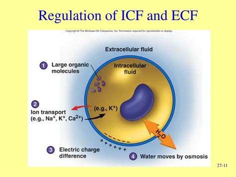 PPT - Water, Electrolytes, and Acid-Base Balance PowerPoint ...