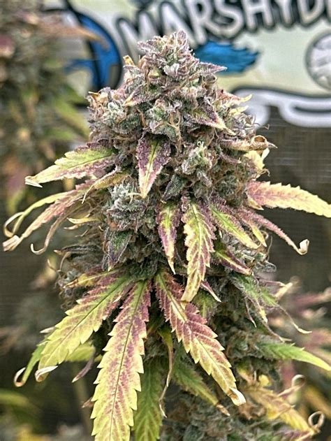 Image result for Alien vs Triangle Strain