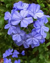 Image result for Blue Flower Vine