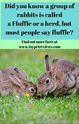 Image result for 10 Interesting Facts About Bunnies