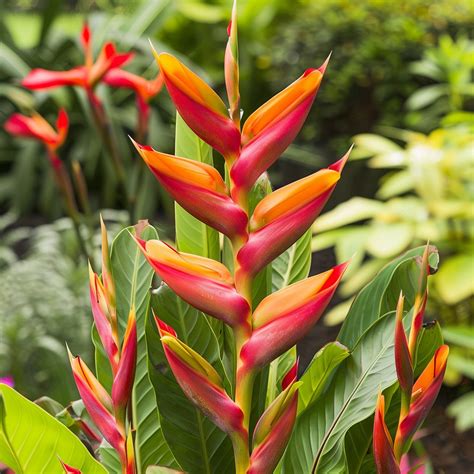 18 Tropical Flowers for Indoor & Outdoor Spaces