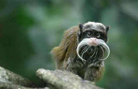 Cutest Zoo Animals 的图像结果