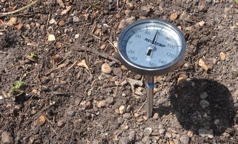 Morels Ground Temperature at Brooke Way blog