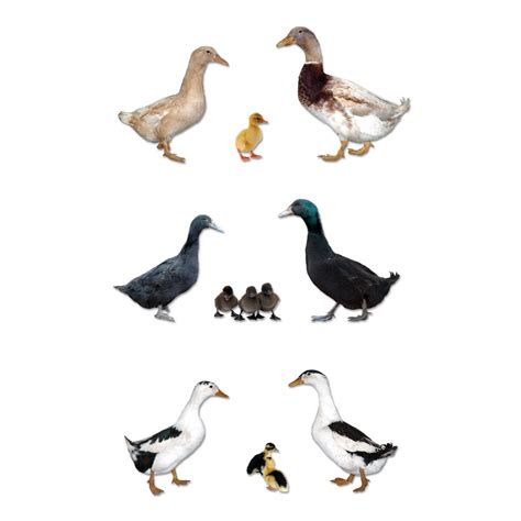 Ducks - Assorted - Straight Run: Welp Hatchery