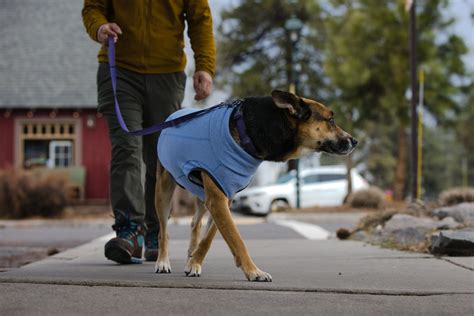 Dog Winter Sweaters | The Best Dog Sweaters For Dogs Large or Small ...