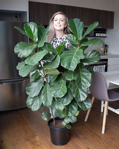 Best Care For Fiddle Leaf Fig at Ellie Roseby blog