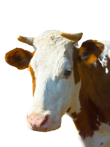Image result for Cow Using Shapes On Python Turtle