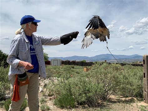 Volunteer - New Mexico Wildlife Center
