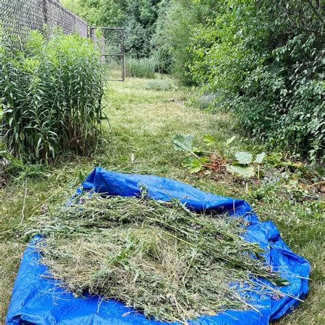 Image result for Ego String Trimmer Maintenance