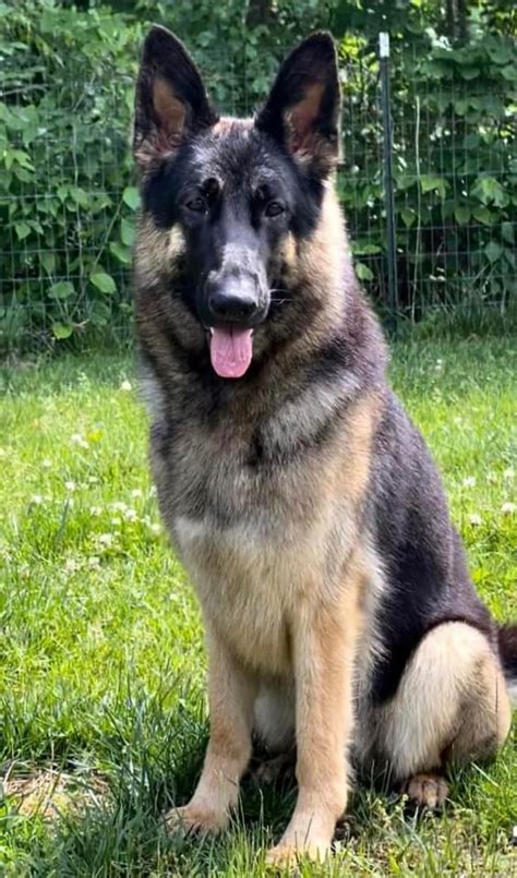 Image result for German Shepherd Dogs