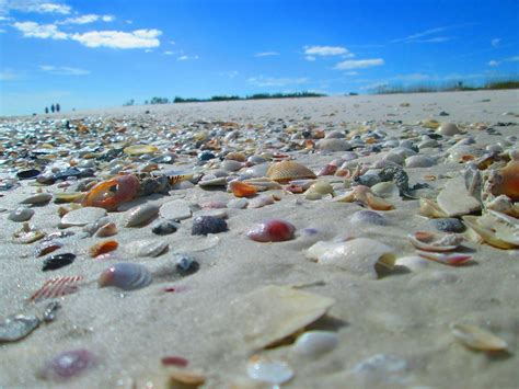 Image result for Where Is Shell Key Florida