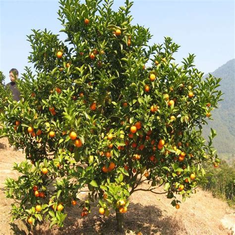 橙子树的混合种植 _排行榜大全