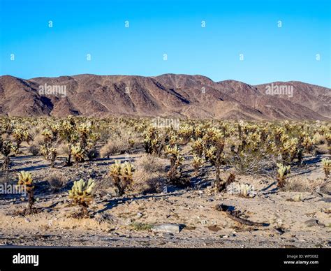 Landscape in Joshua Tree National Park, California, USA, where the Mojave and Colorado desert ...