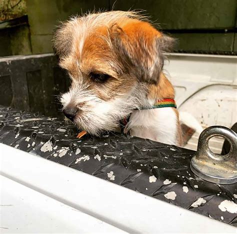 Yorkie Mixes: 40 Gorgeous Mixed Dog Breeds