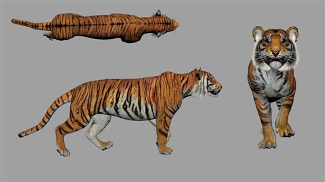 Tiger Walk Cycle Tutorial 的图像结果
