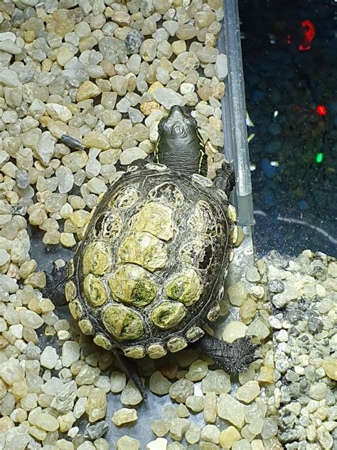 Image result for Normal Shell Warrantly