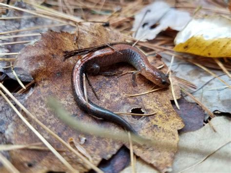 Sleuthing for Salamanders at Siuslaw Model Forest, Siuslaw Model Forest ...