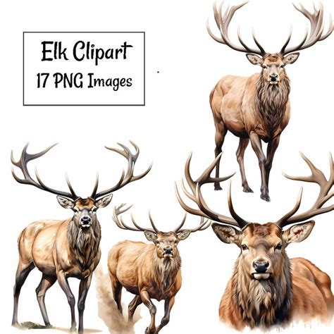 Elk Watercolor Clipart Digital Downloads, 17 Deer Stag Antlers Woodland Animal High Quality ...