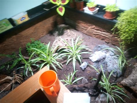 Image result for Tortoise Table