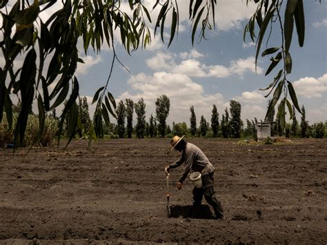 Mexico City Agriculture