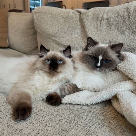 Ragdoll Kittens Guide - Ragdoll Rehoming Journey