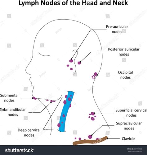 Occipital Lymph Nodes
