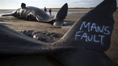 Image result for Sperm Whale Exploding