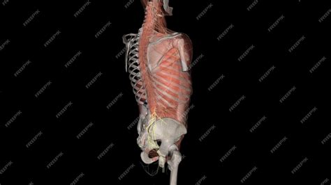 Premium Photo | The superior cluneal nerves are pure sensory nerves ...