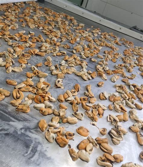 Image result for Recipes Using Frozen Mussel Meat