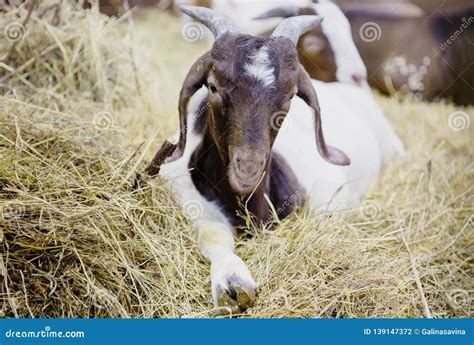 Goat. Boer breed. stock photo. Image of mammal, ruminants - 139147372