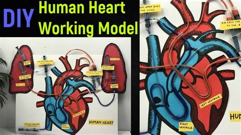 Working Model of Heart 的图像结果