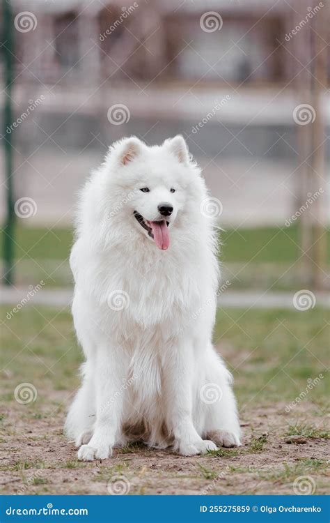 Huge White Fluffy Dog