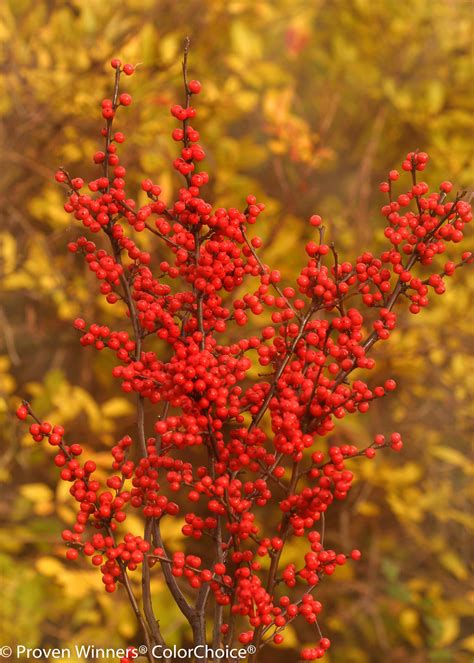 Berry Heavy® - Winterberry Holly - Ilex verticillata | Proven Winners