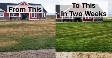 Image result for Step 1 Spring Fertilizer