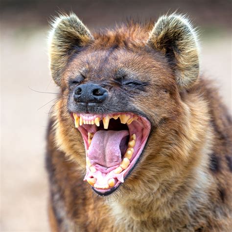 Shock as Grade 7 pupil mauled by hyenas after going missing in Nakuru ...