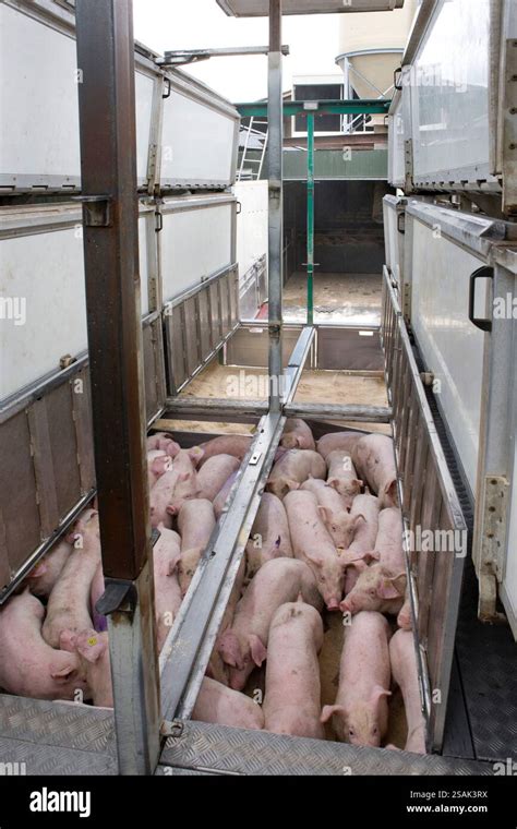 Image result for Loading Pigs for Processing