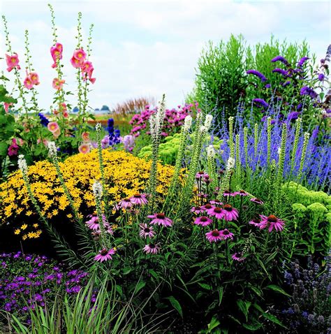 Perennial Plants Summer Flowering